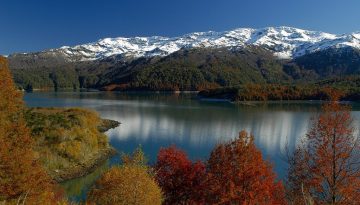 araucarias_1