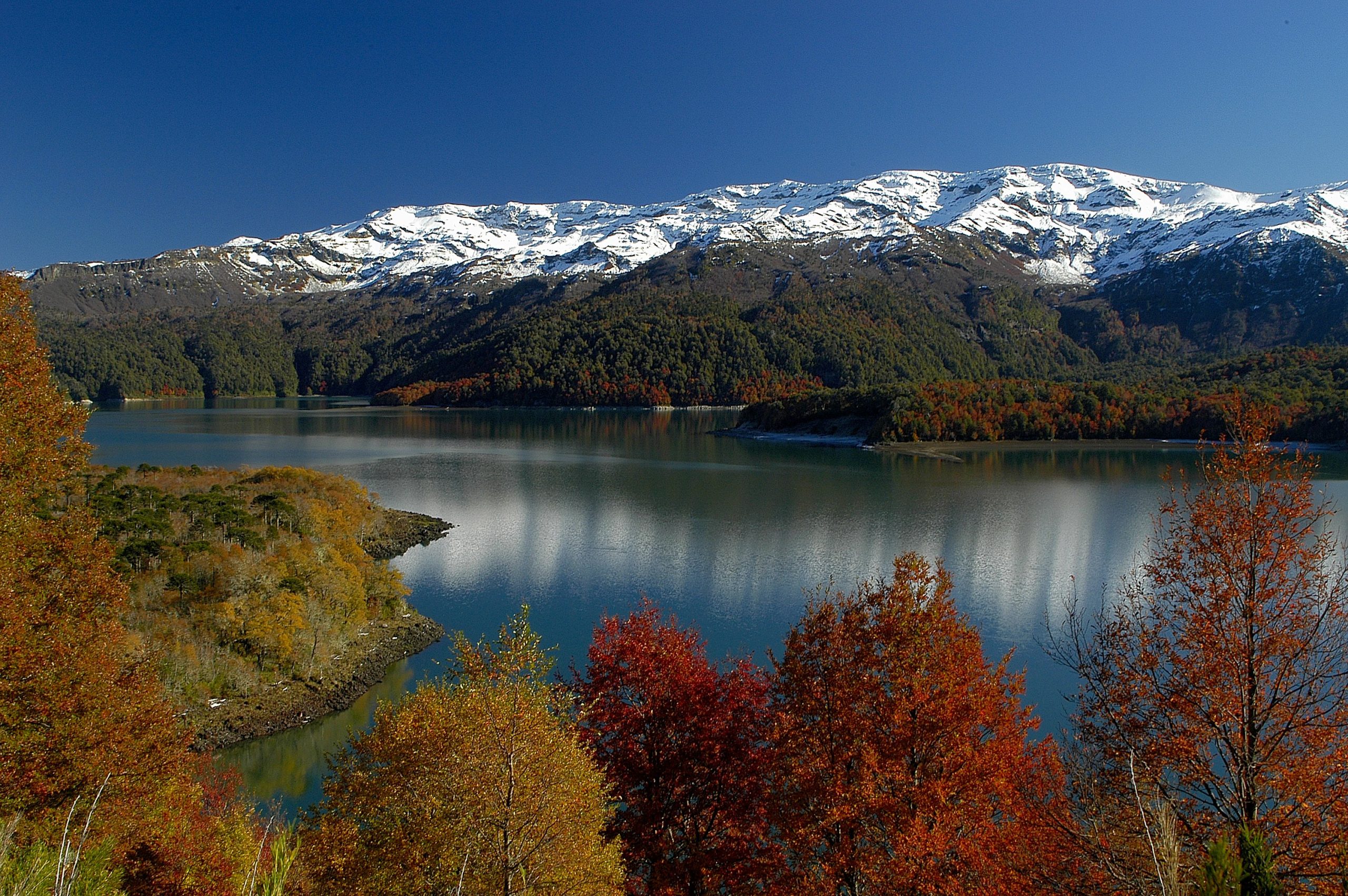 araucarias_1