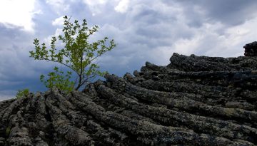 火山杨Aspen