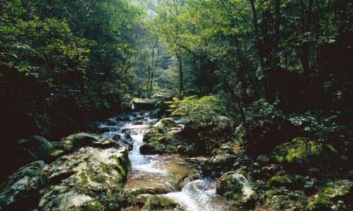 大老岭保护区药王溪