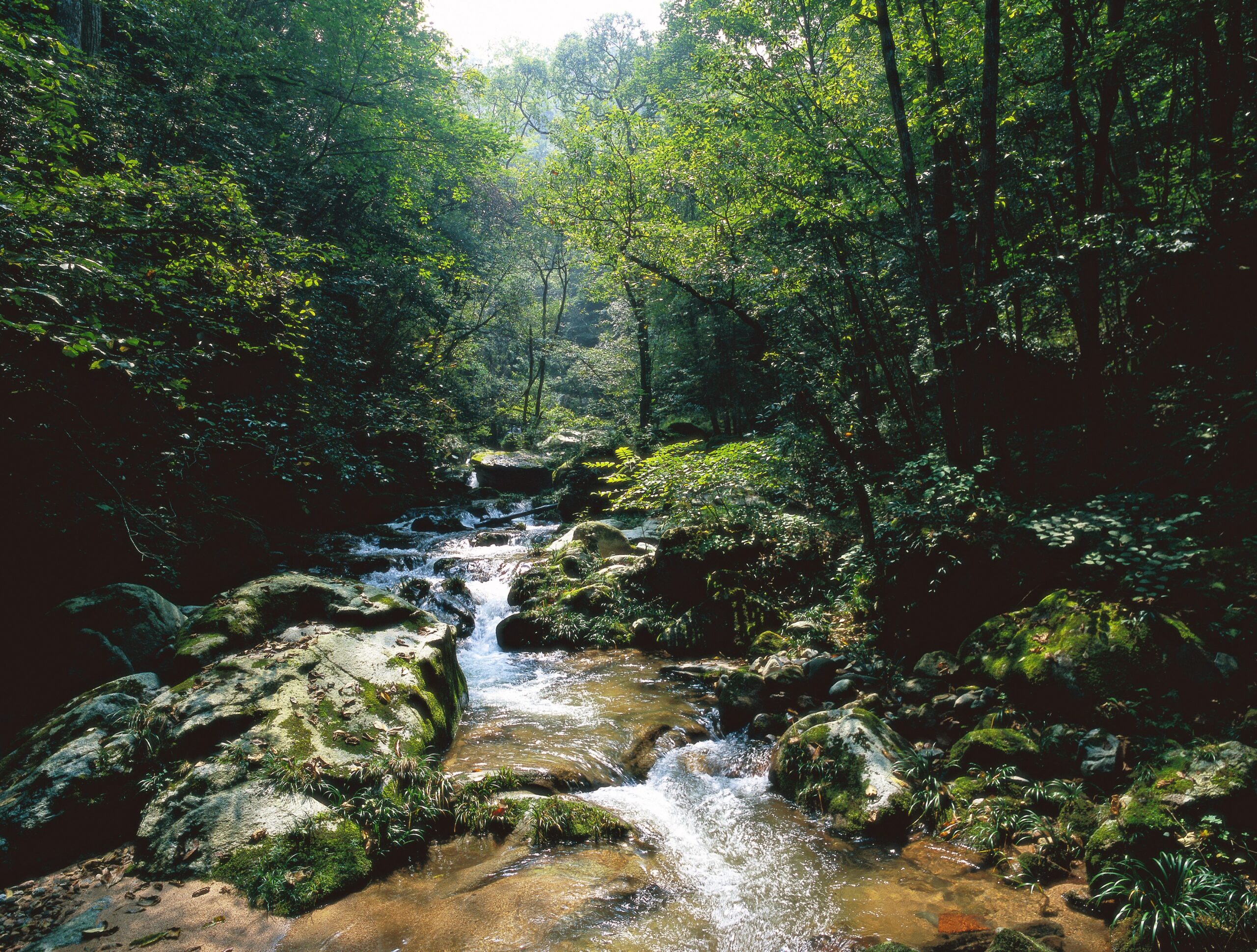大老岭保护区药王溪