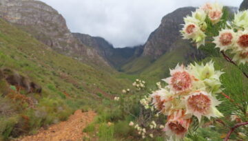 IMG_1267 Bridal Protea