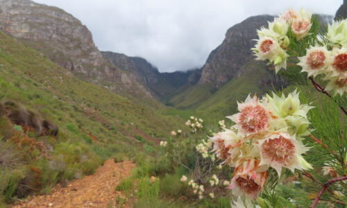 IMG_1267 Bridal Protea