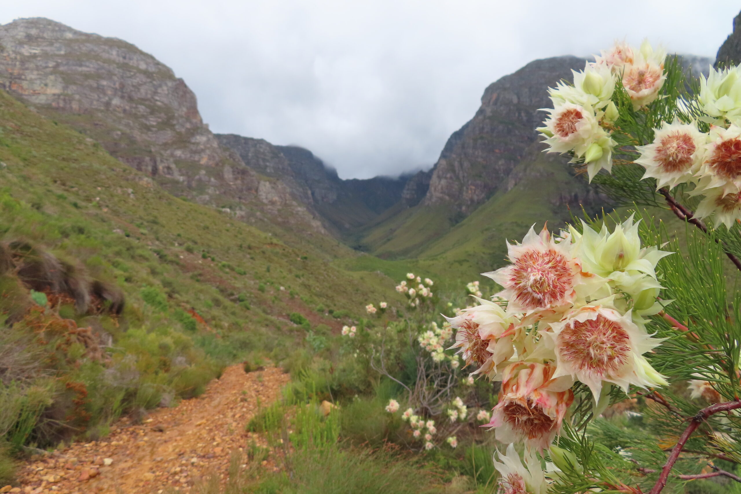 IMG_1267 Bridal Protea